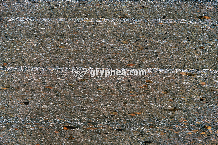 Pélite gréseuse LPA x2,2 - gryphea.com